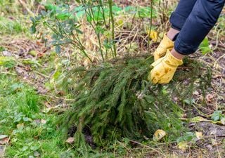 Frostig-fröhlich ins neue Gartenjahr: Tipps und Tricks für Januar und Februar! Was kann man schon im Winter erledigen?