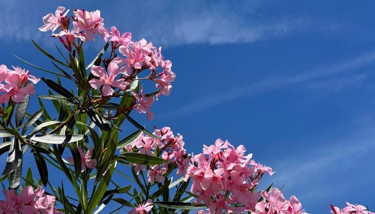 Garten-Experten erkl&auml;ren: Mit diesen Ma&szlig;nahmen retten Sie einen Oleander mit gelben Bl&auml;ttern