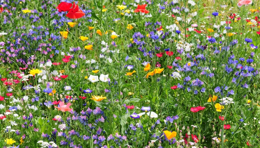 Große Wildblumenwiesen können der Hitze und Trockenheit etwas entgegensetzen