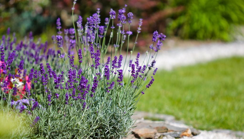 Lavendel, Thymian oder Steppensalbei wachsen auch in der Dürreperiode gut