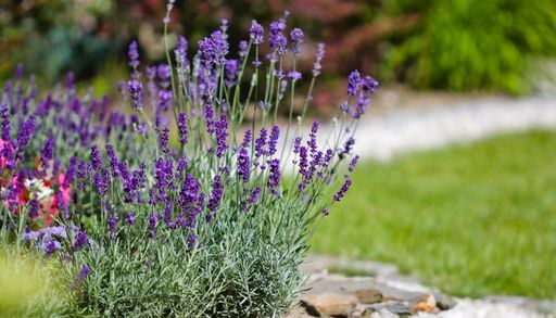 Garten im Klimawandel: Welche 11 robusten Pflanzen wenig Wasser ben&ouml;tigen