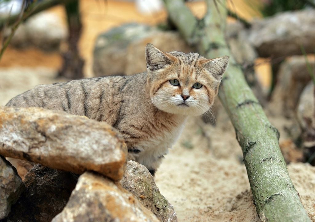 Gato del desierto