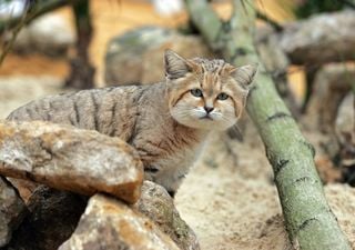 Gato del desierto o de las arenas: un felino desconocido, adorable y experto en cazar serpientes venenosas