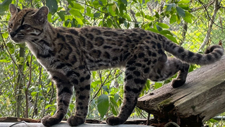 Gato Tilcayo es la nueva especie de felino tras un siglo sin registros en Bolivia