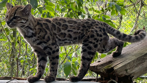 Gato Tilcayo es la nueva especie de felino tras un siglo sin registros en Bolivia