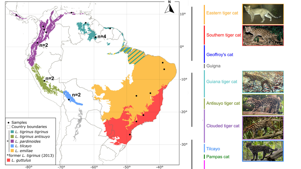 ciencia; gene; evolucion; biologia; felino; taxonomia La figura compara la distribución y apariencia de cinco especies de gatos tigre y una nueva subespecie. Imagen adaptada de Lescroart et al. (2026).