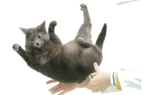 &iquest;C&oacute;mo y por qu&eacute; los gatos que caen casi siempre logran aterrizajes perfectos?. La ciencia tiene la respuesta