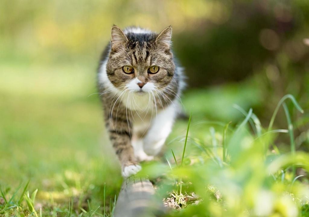 Equilibrio sorprendente del gatto