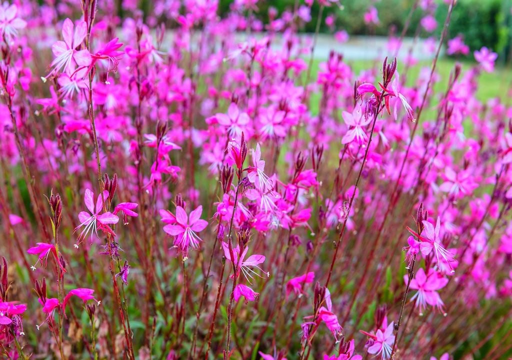 Gaura lindheimeri Gaura lindheimeri