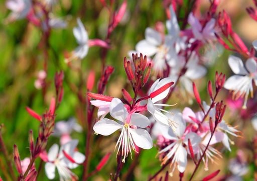 Die Blume, die alles ertrgt: Sie blht den ganzen Sommer ber, ohne dass  sie gegossen werden muss