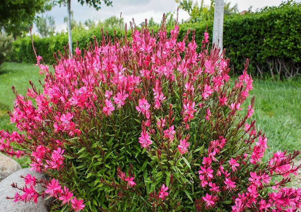 Gaura lindheimeri Gaura lindheimeri