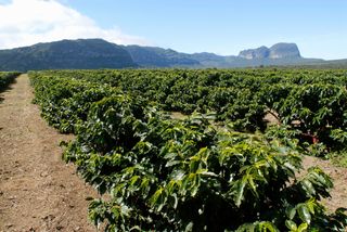 Geadas e seca na zona cafeeira do Brasil: o que esperar dos preços do café em 2024