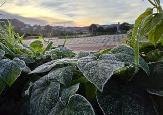 Geadas no Rio Grande do Sul e em Santa Catarina: Confira imagens e entenda o fenômeno