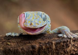 Los geckos poseen un superpoder de procesamiento auditivo