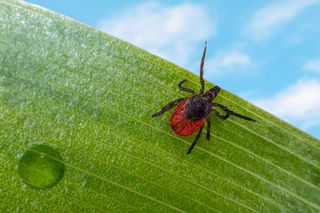 Gefährliche Quälgeister: Zeckenbisse können zu schweren Krankheiten führen