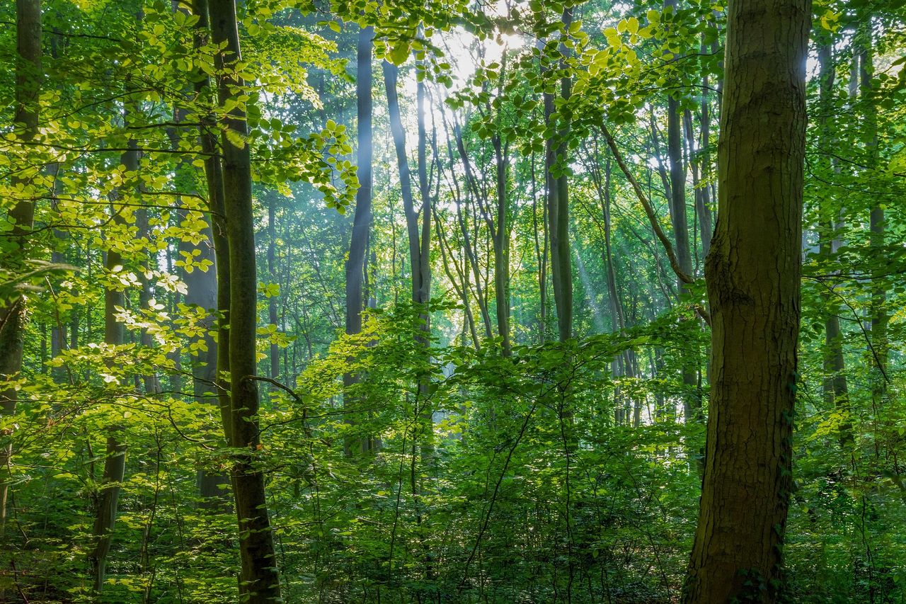 Wälder können unsere Joker in der Klimakrise sein. Doch gerade sie sind besonders gefährdet.