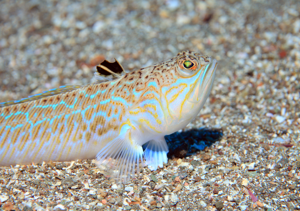 Große Petermännchen, Trachinus draco, Europäischen Küsten