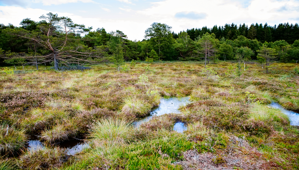Das Schwarze Moor in der Grenzregion von Bayern und Hessen zählt zu den Hochmooren, die durch Trockenheit zunehmend brandanfällig werden.
