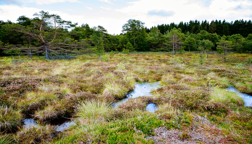 Gef&auml;hrlich trocken: Schon zwei Moorbr&auml;nde 2026. Aber 1,75 Milliarden Euro sollen helfen die trockenen Moore zu sch&uuml;tzen