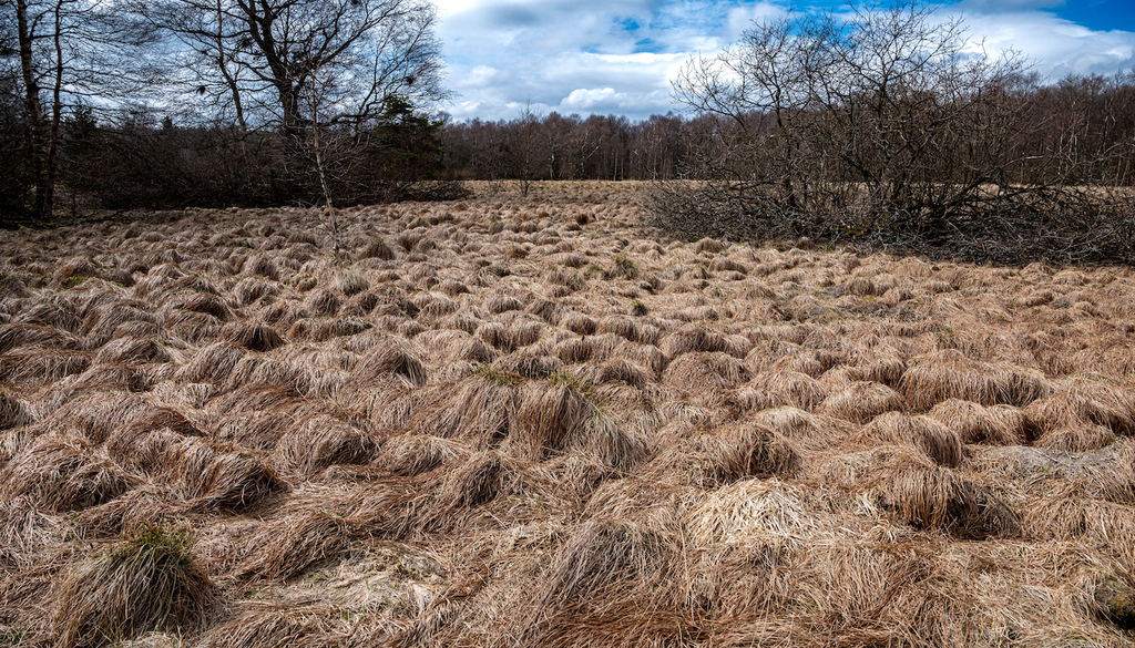 Moorlandschaft in der Rhön – ein Beispiel für Hochmoore, deren Wasserhaushalt durch Trockenperioden zunehmend aus dem Gleichgewicht gerät.