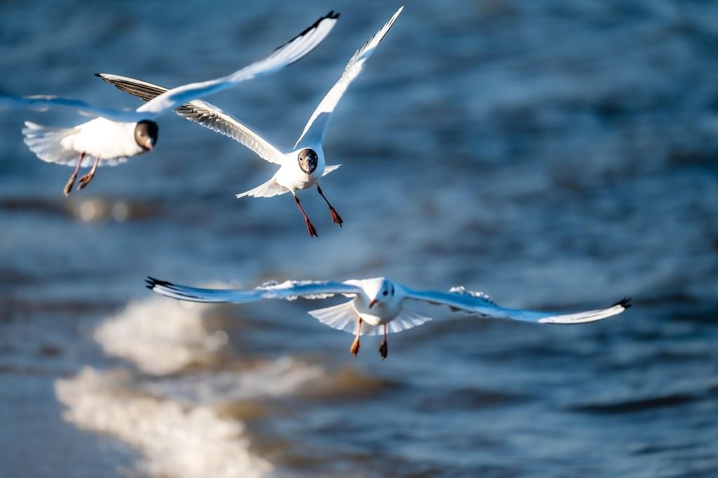 Wasservögel Für Birdwatcher ist diese Küste ein Stück vom Himmel. Foto: Pixabay