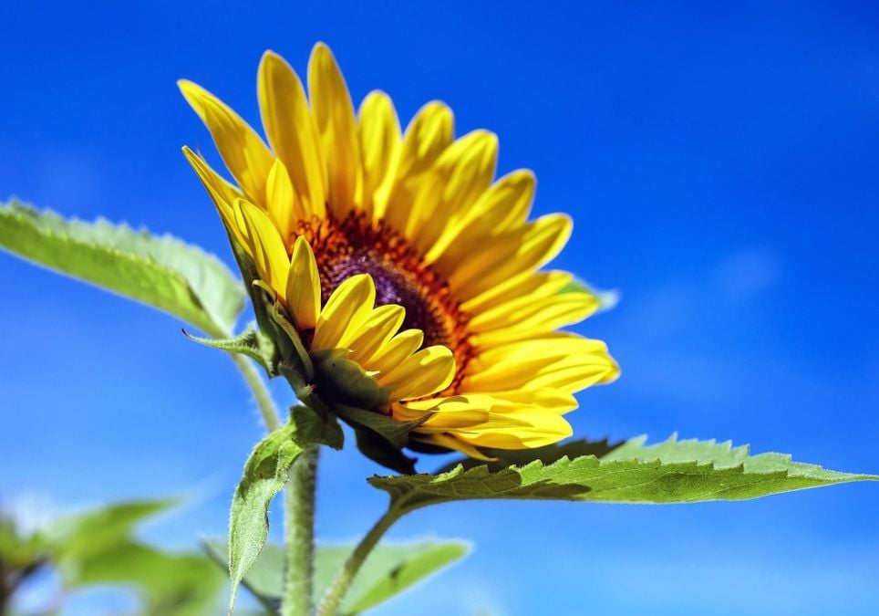 Sonne ohne Ende Sonne ohne Ende