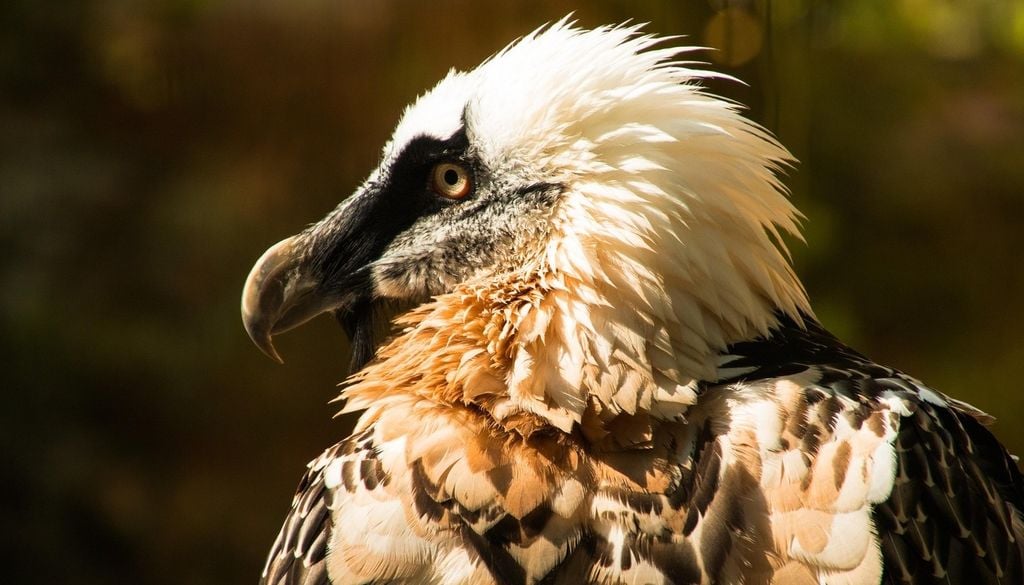 Bartgeier Der Bartgeier (Gypaetus barbatus) hat besonders von europaweiten Wiederansiedlungsprogrammen profitiert und ist wieder in den Alpen heimisch, zum Beispiel im Nationalpark Berchtesgaden. Bild: G.C./Pixabay