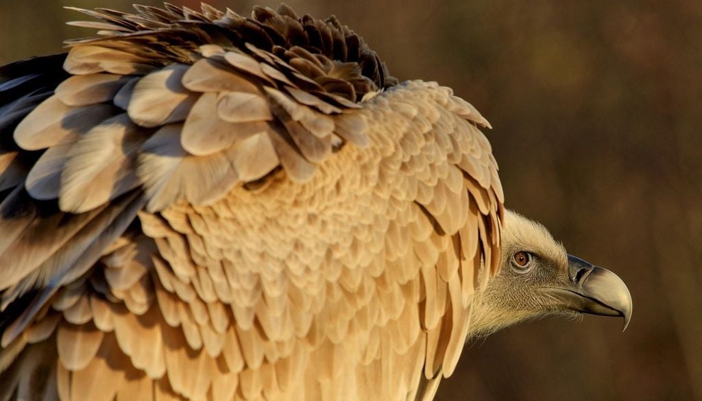 Gänsegeier Der Gänsegeier (Gyps fulvus) ist Europas häufigste Geierart, die sich schwerpunktmäßig in den südeuropäischen Gebirgen aufhält. Bild: Paul Sprengers/Pixabay