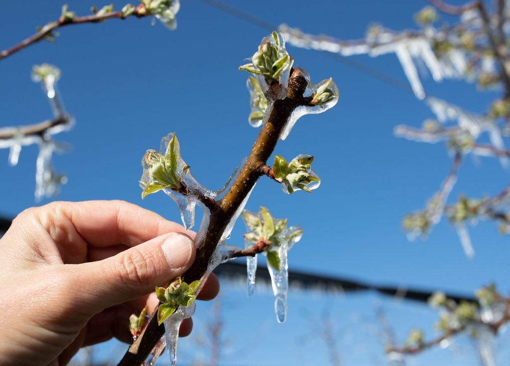 De fortes gelées tardives avaient eu un important impact sur les fruitiers au printemps 2021 et 2022. La situation à venir sera-t-elle autant à risque ?