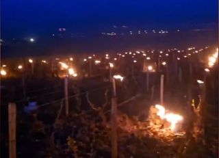 Frosts at the end of April, alert in the vineyards: the torches are back in France to save the 2024 harvest