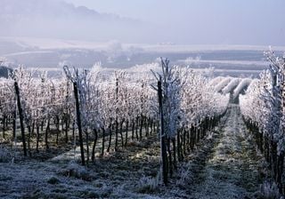 Gelate tardive, gravi danni all'agricoltura in Francia e Italia