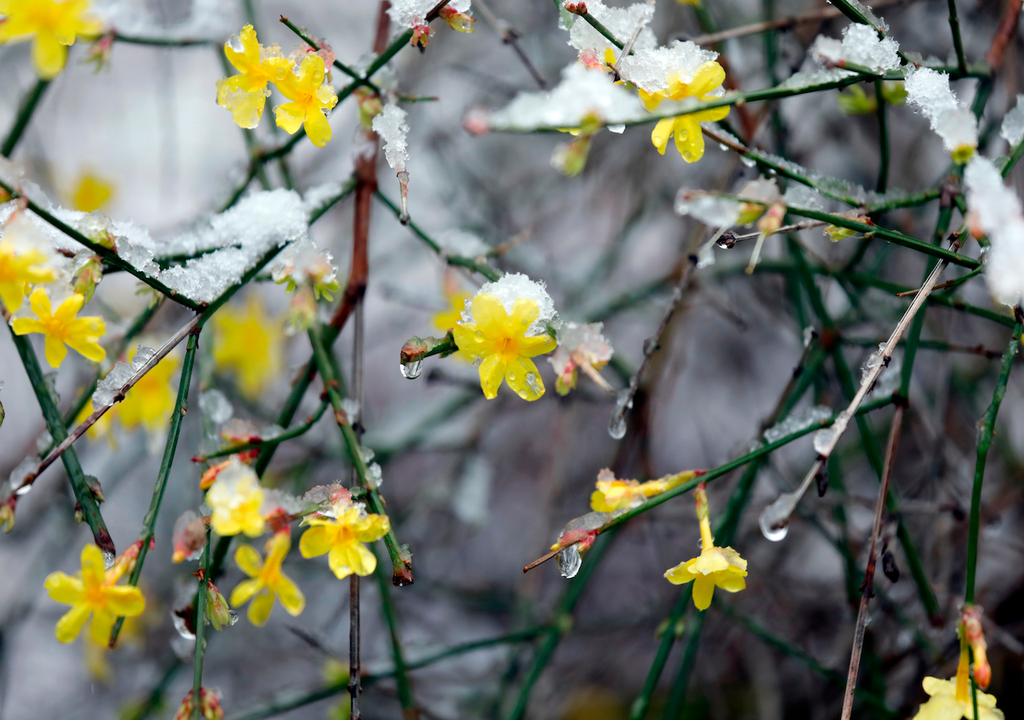 Winterjasmin (Jasminum nudiflorum) blüht auch bei Schnee: Die leuchtend gelben Blüten sind geruchslos.