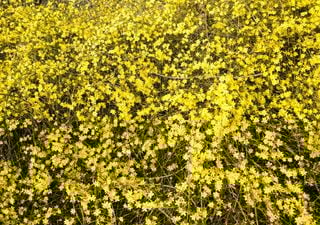 Gelsomino invernale, la pianta che fiorisce nel cuore dell’inverno