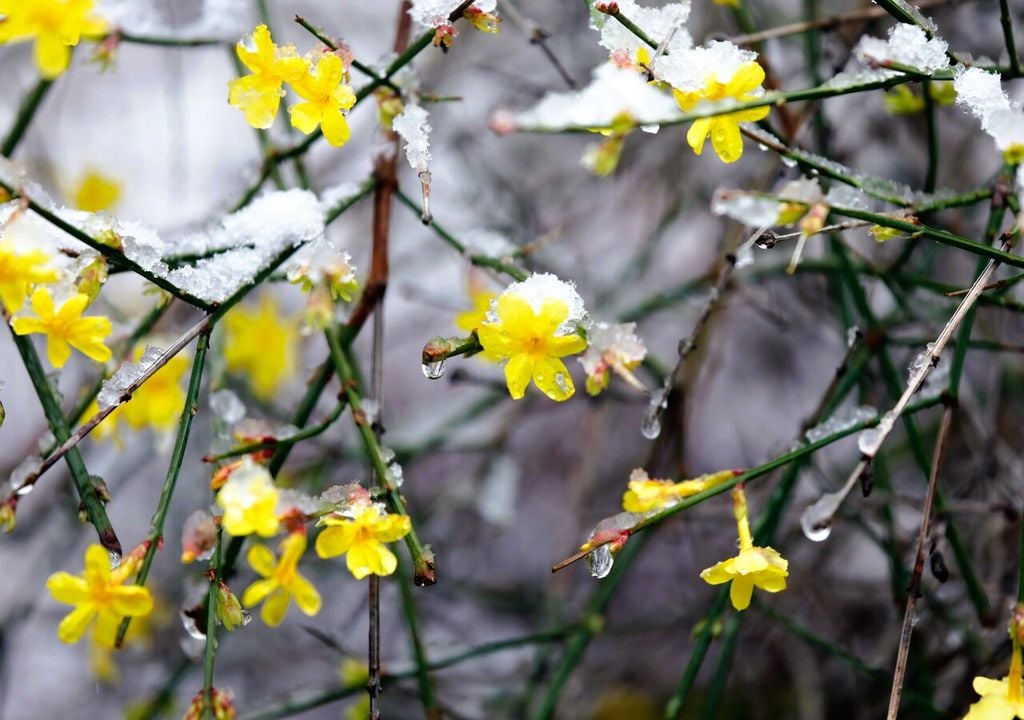 Non è raro che la neve cada sui fiori del gelsomino invernale, anzi è del tutto normale