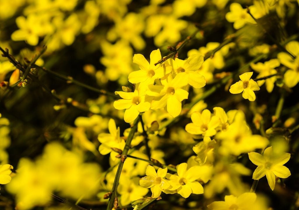 Il gelsomino invernale fiorisce precocemente, prima dell'emissione delle foglie