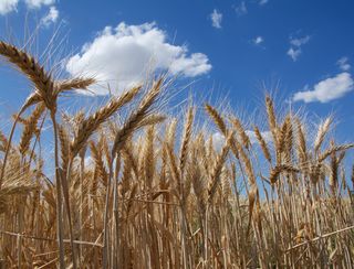 Genes del trigo y la sequía en el campo