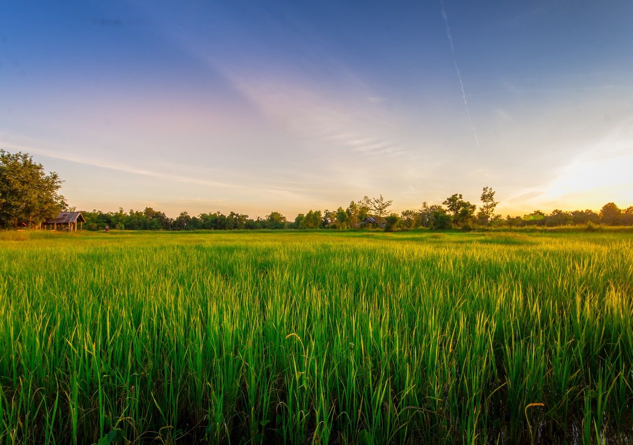 Genetically Modified Rice Key To Tackling Climate-driven Food Shortages