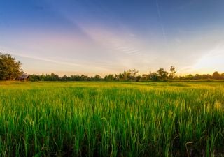 Genetically modified rice key to tackling climate-driven food shortages