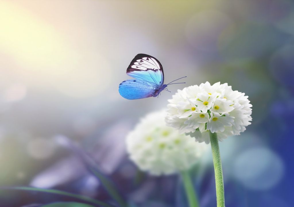 mariposa acercándose a una flor