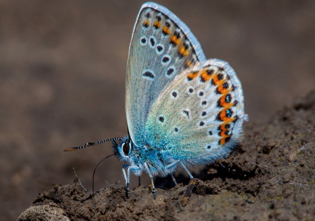 mariposa posada sobre el suelo mariposa posada sobre el suelo
