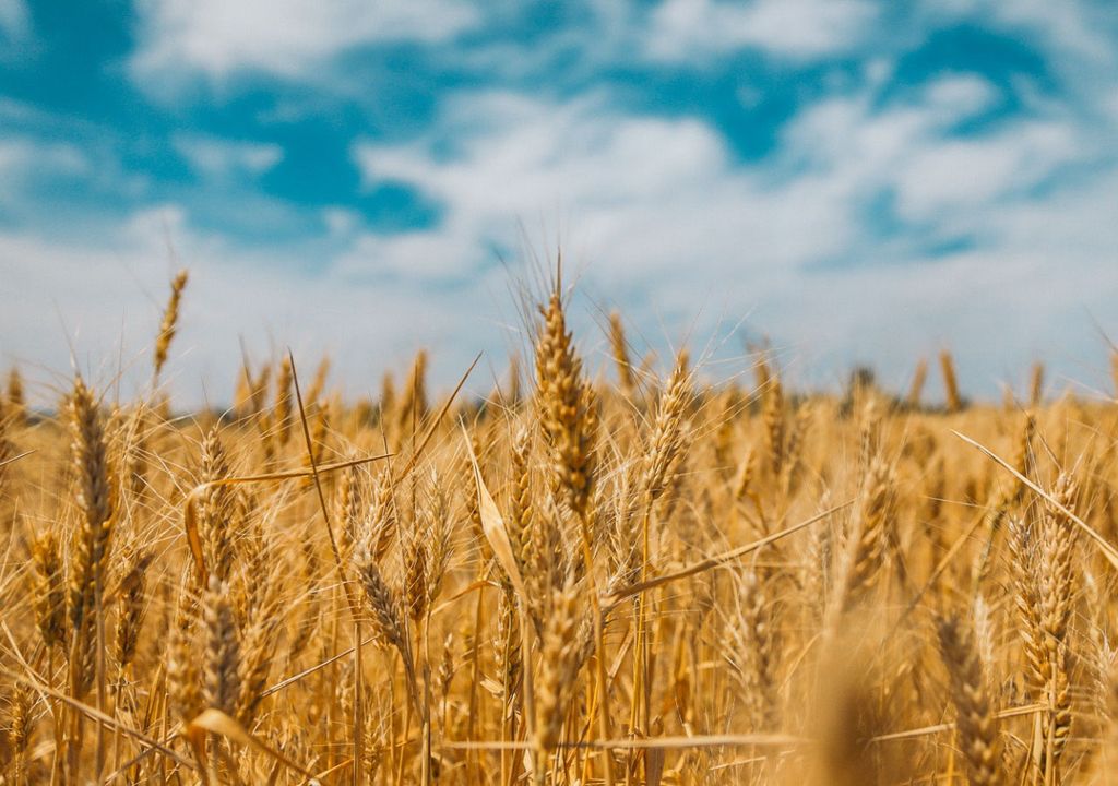 Genomic surveillance identifies global strain of emerging wheat disease fungus