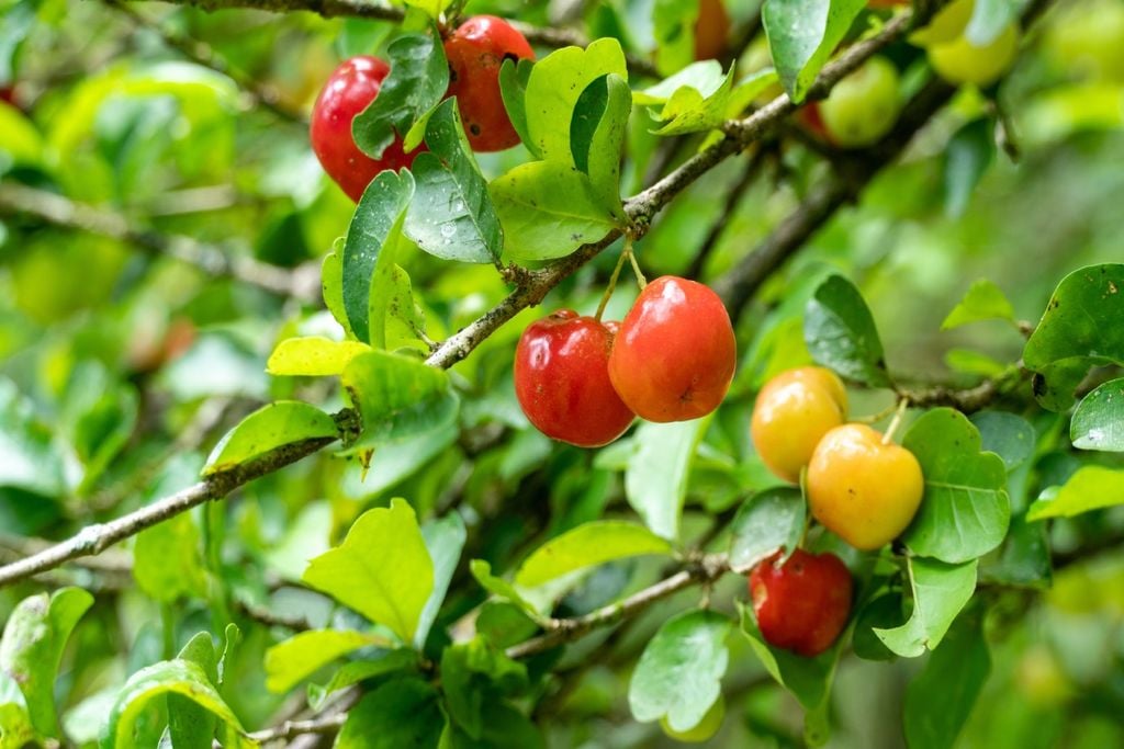 Acerola, frutos, fruticultura Acerola, frutos, fruticultura
