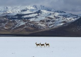 Geologist unpacks ice to find lead polluting 