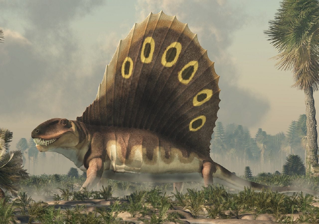 Dimetrodon, un reptil del Pérmico anterior a los dinosaurios.