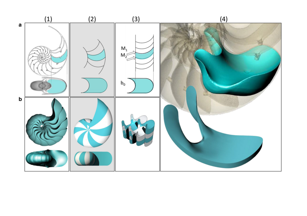Geometrie der Nautiluskammern