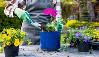 Geranios despu&eacute;s del invierno: c&oacute;mo conseguir plantas m&aacute;s frondosas y llenas de flores