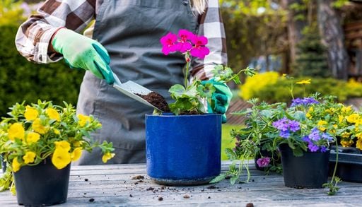 Geranios despu&eacute;s del invierno: c&oacute;mo conseguir plantas m&aacute;s frondosas y llenas de flores