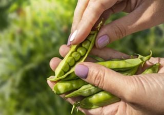 UK company leads ‘Pea Protein’ project for more sustainable agriculture