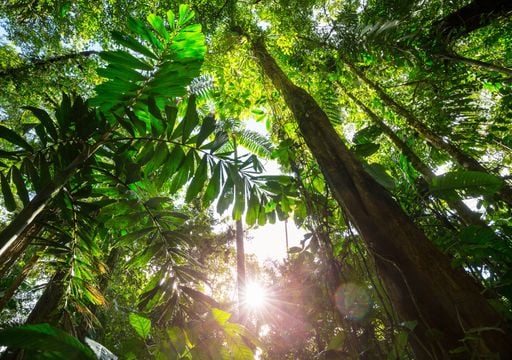 Gerodete Regenw&auml;lder k&ouml;nnen ihre Artenvielfalt zur&uuml;ckgewinnen