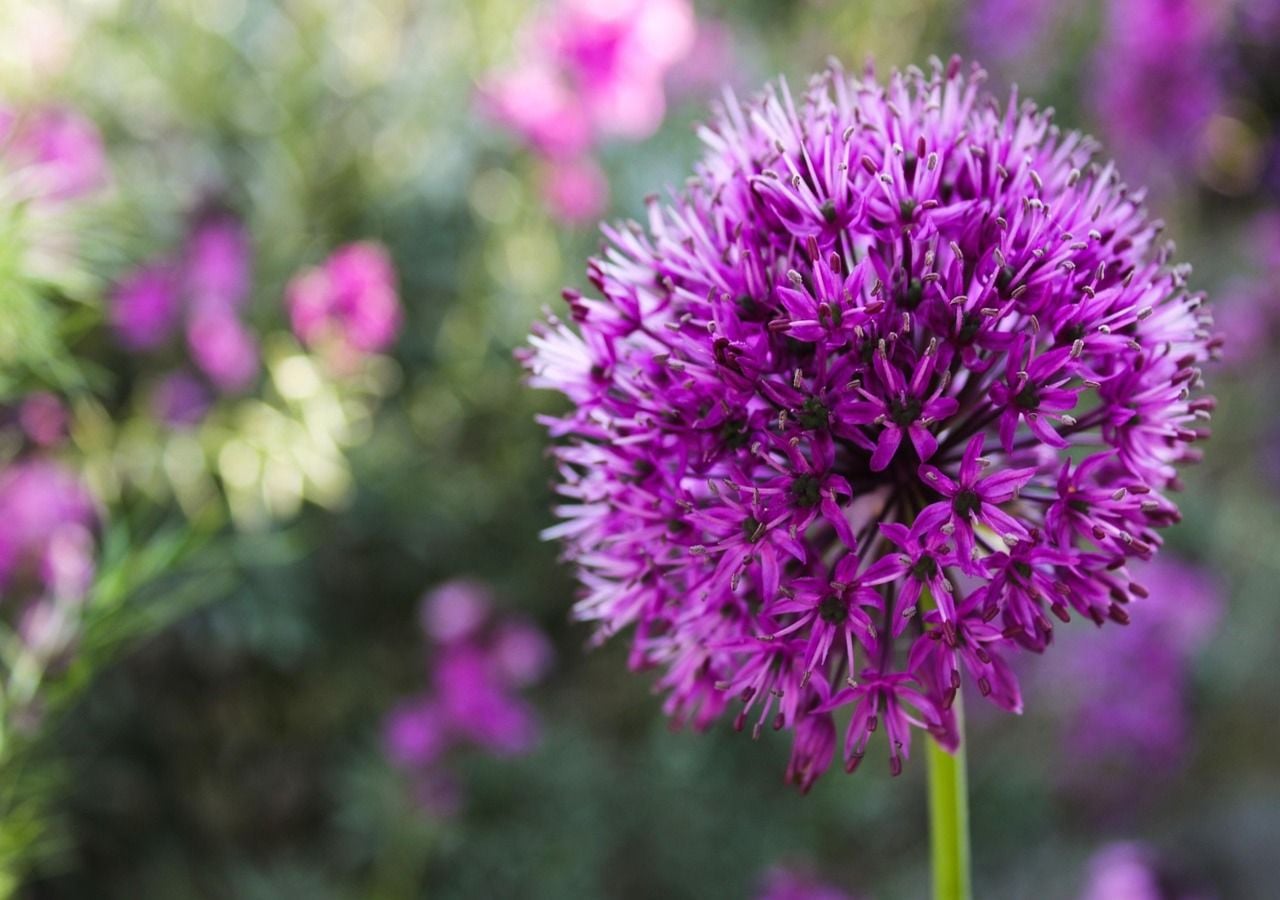 Allium- und Echinops-Arten bieten wunderschöne kugelförmige Blüten, die gemischte Blumenrabatten besonders interessant machen. Bildquelle: Pixabay
